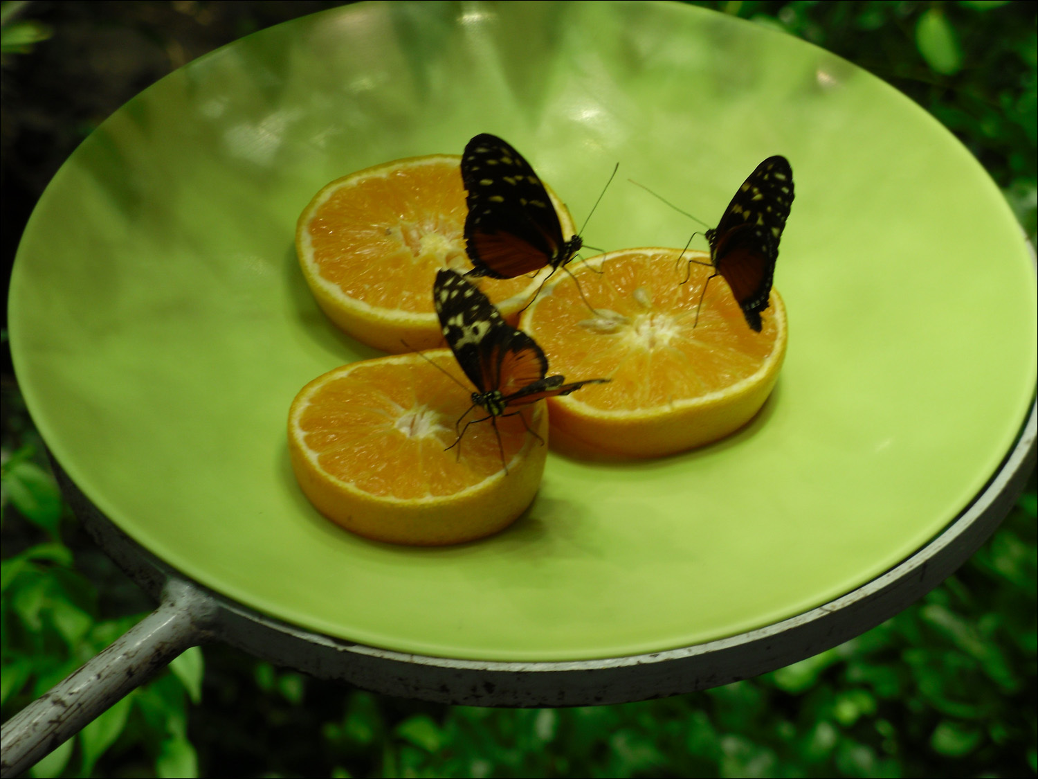 rainforest butterflies